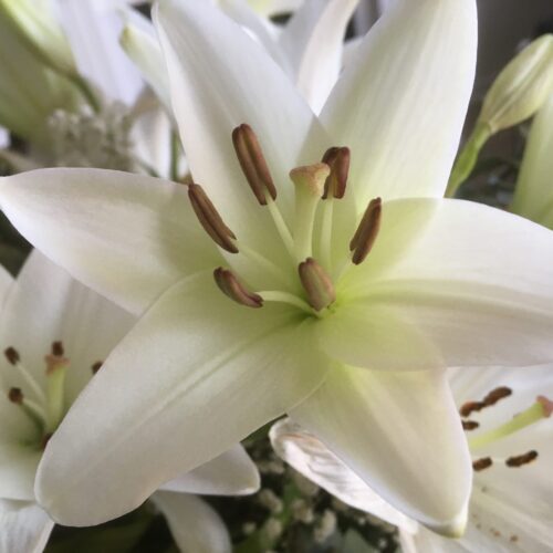 Weiße Lilie