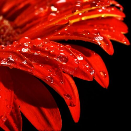 Gerbera rot angeschnitten